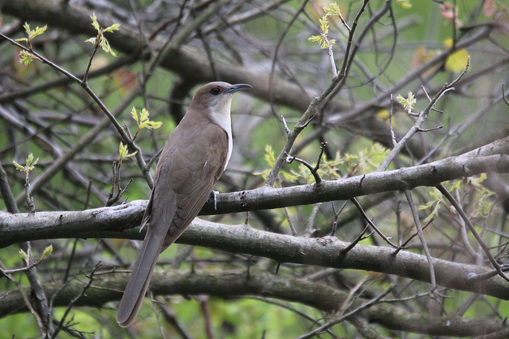 Image of Black-billed Cuckoo