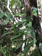 Image of clinging snakefern