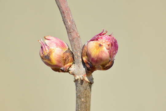 Plancia ëd <i>Sambucus sibirica</i>