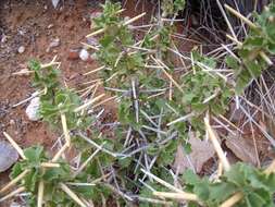 Image of Pelargonium spinosum Willd.