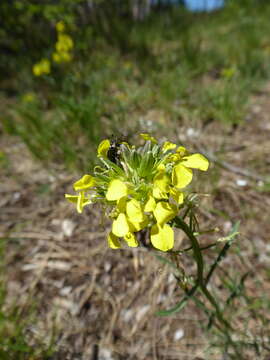 Image de Erysimum sylvestre (Crantz) Scop.