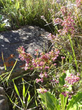 Image of Erica setacea Andr.