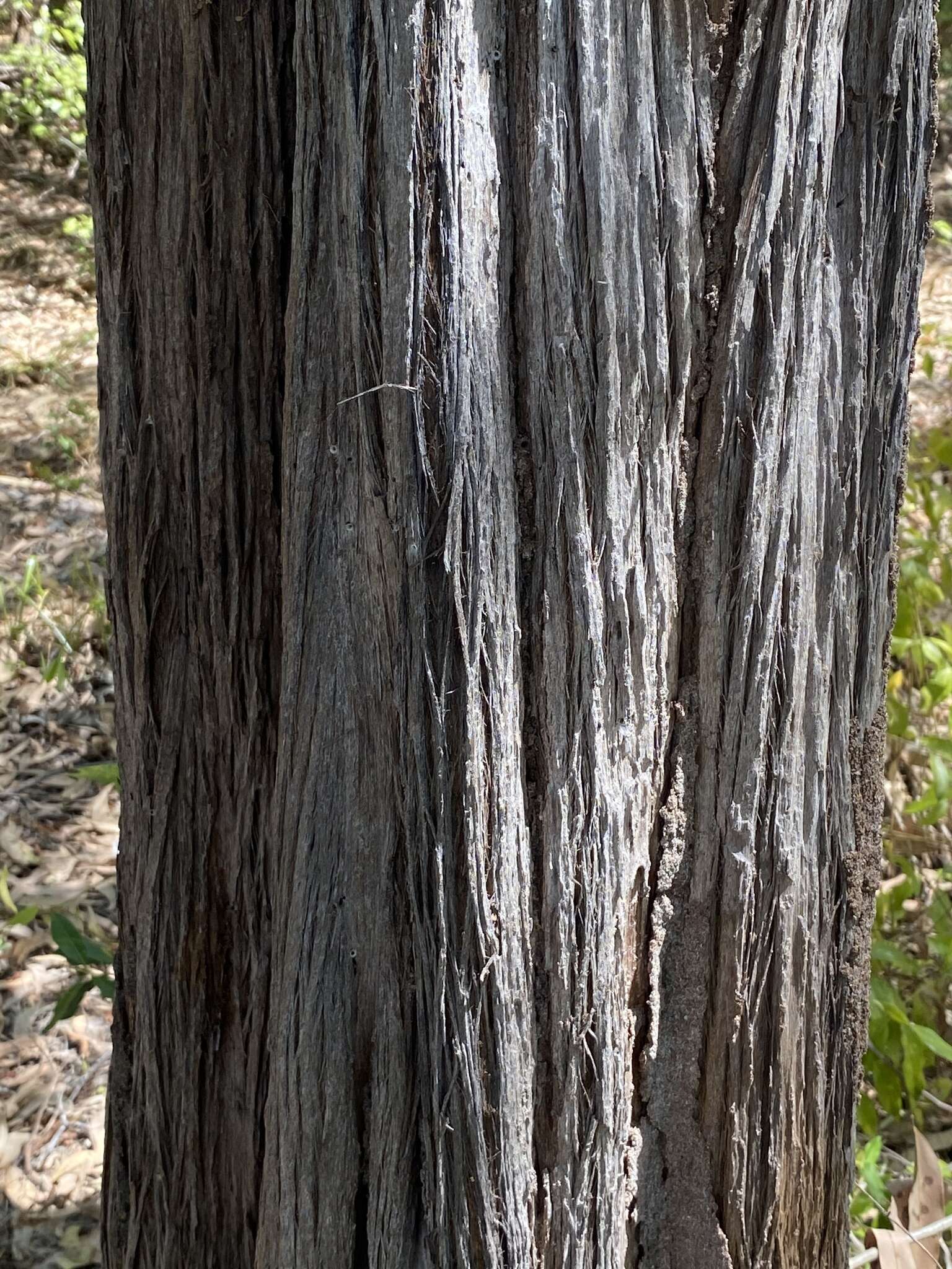 Image of Thryptomene oligandra F. Müll.