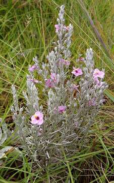 Image of Sopubia cana var. cana