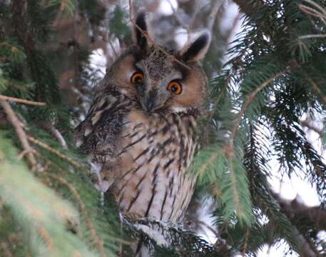 صورة Asio otus otus (Linnaeus 1758)