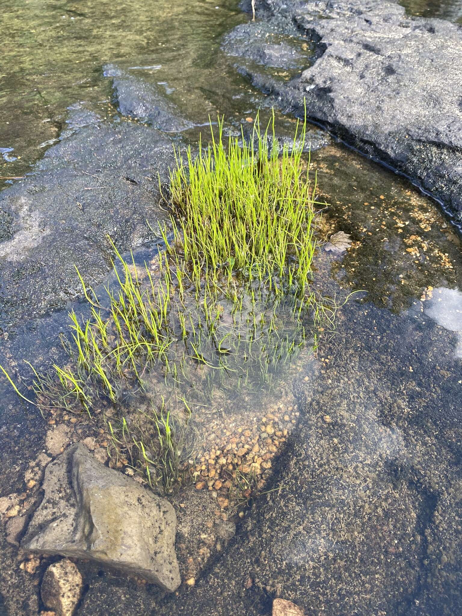 Image of Gulf River Harperella