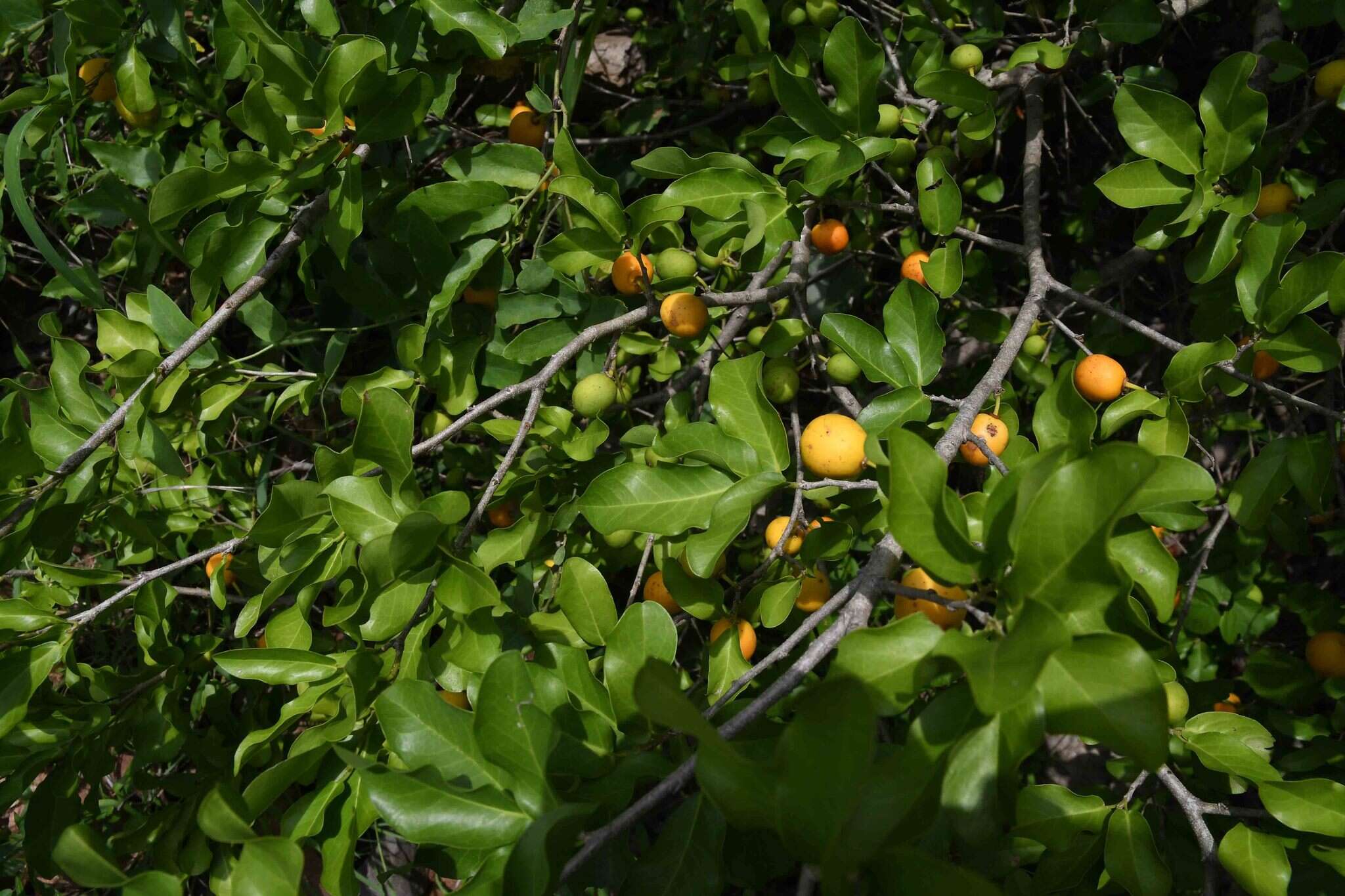 Image of Water ironplum