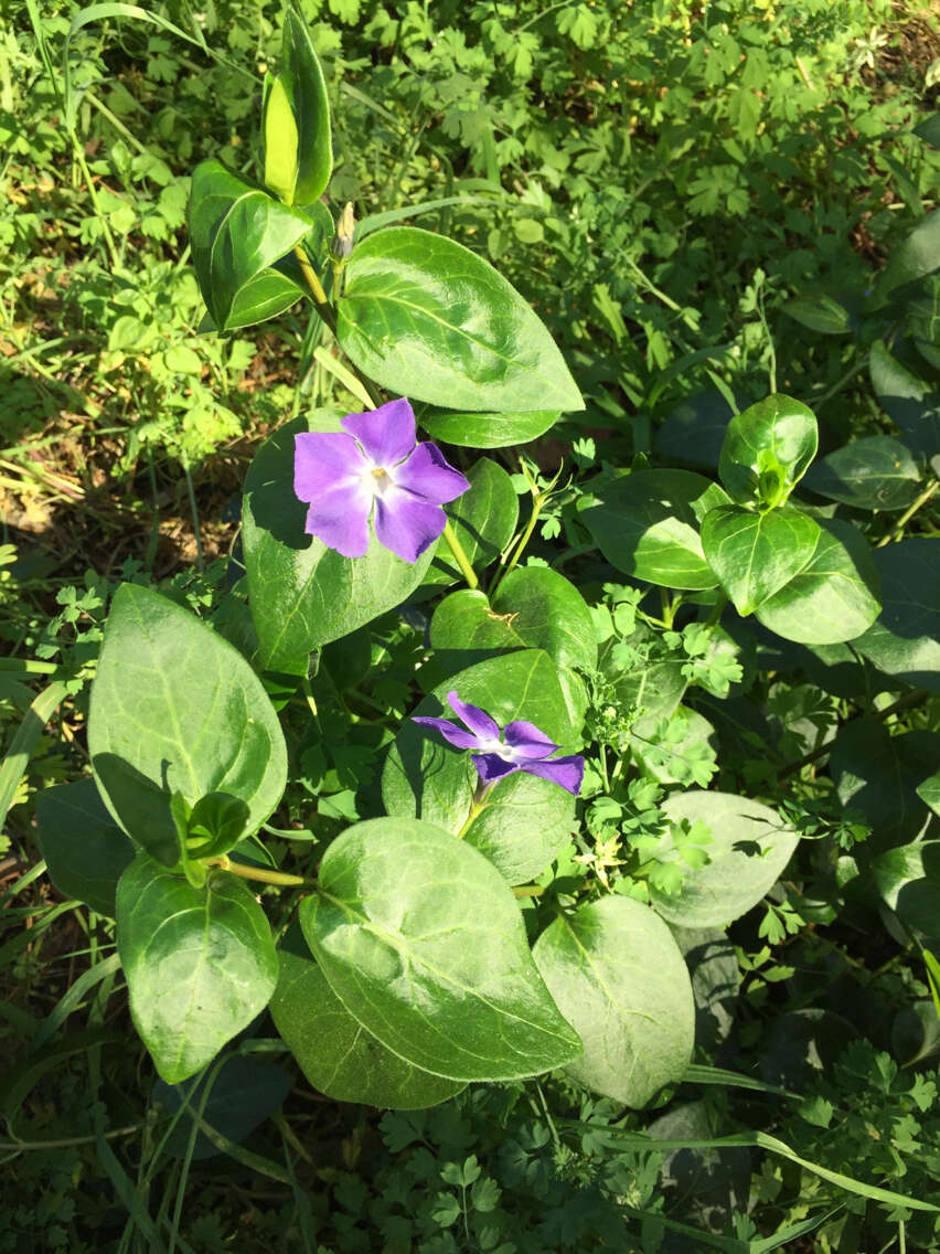 Image of Greater Periwinkle