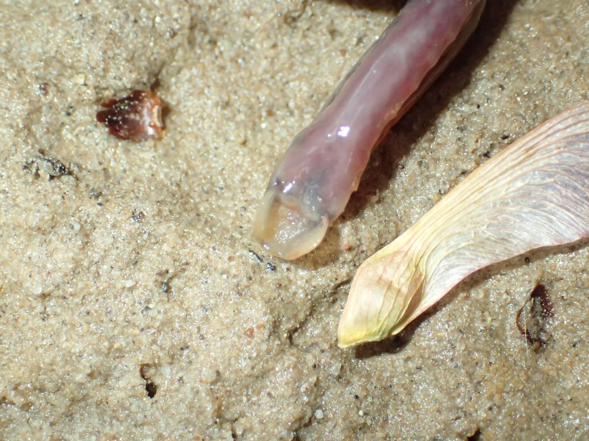 Image of Least Brook Lamprey