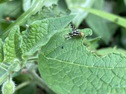 صورة Rhagoletis striatella Wulp 1899