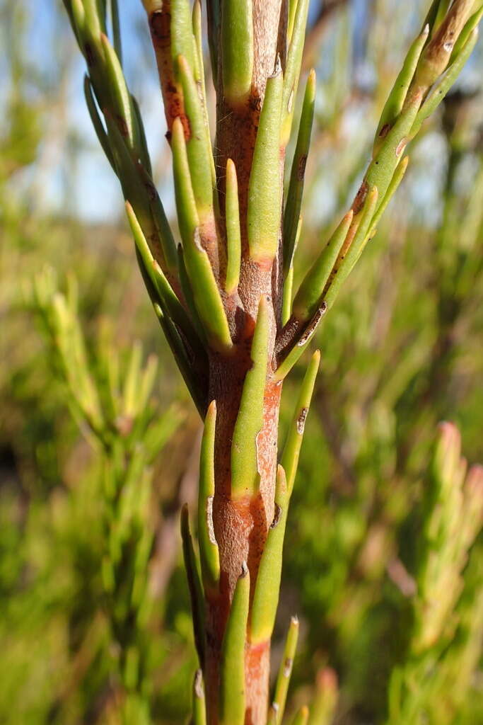 Image of Leucadendron corymbosum Berg.