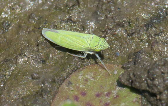 Image of Leafhopper