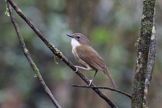 صورة Pachycephala caledonica (Gmelin & JF 1789)