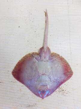 Image of Blonde Ray