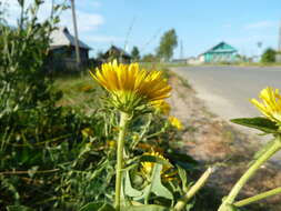 Image of British yellowhead