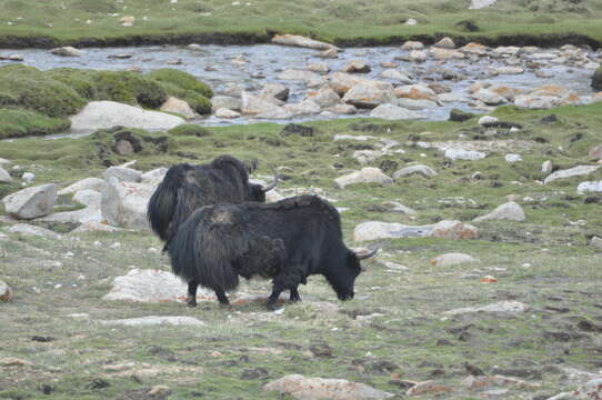 Image of Wild Yak