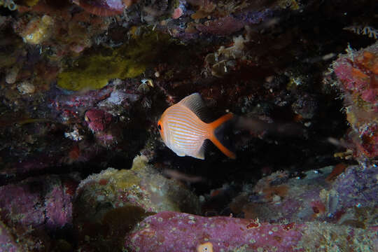 Image of Eastern nannygai