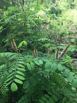 Image of Ouachita False Indigo