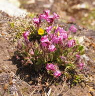 Image de Pedicularis asplenifolia Floerke ex Willd.