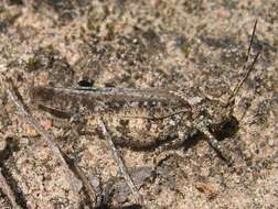 Image of Mottled Sand Grasshopper