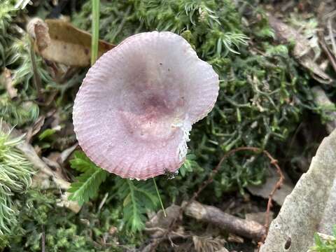 Image of Russula maculata Quél. 1878