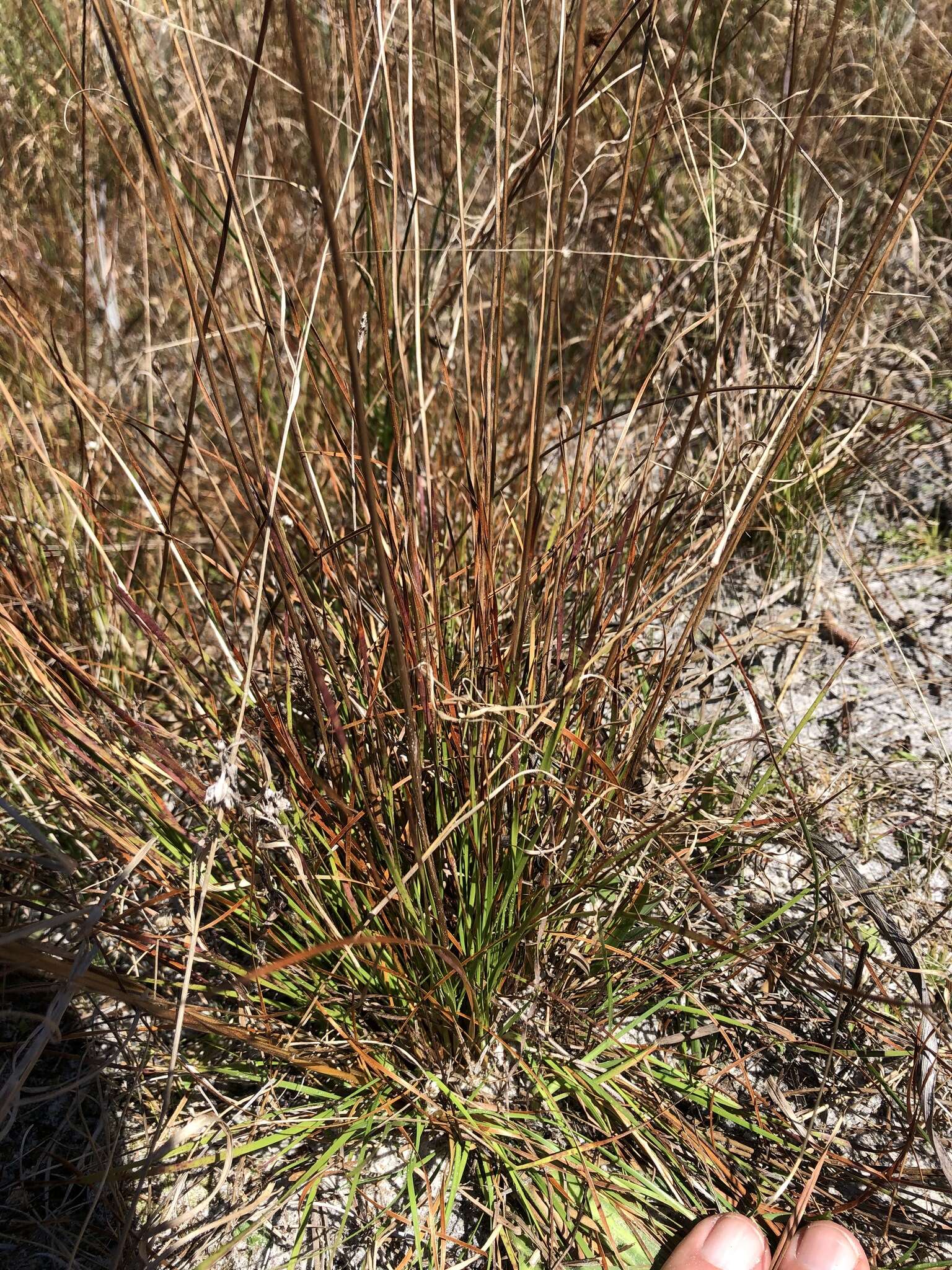 Image of Elliott's Yellow-Eyed-Grass