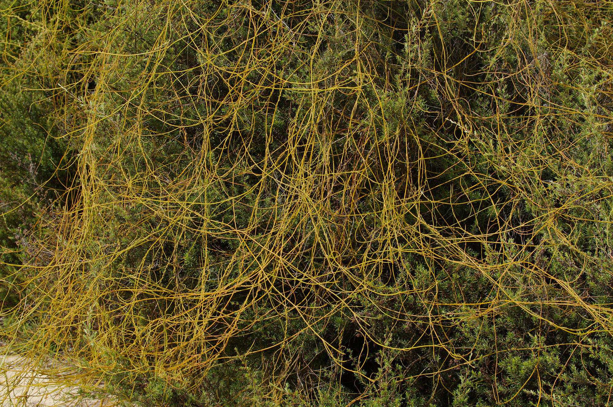 Image of Cassytha paniculata R. Br.