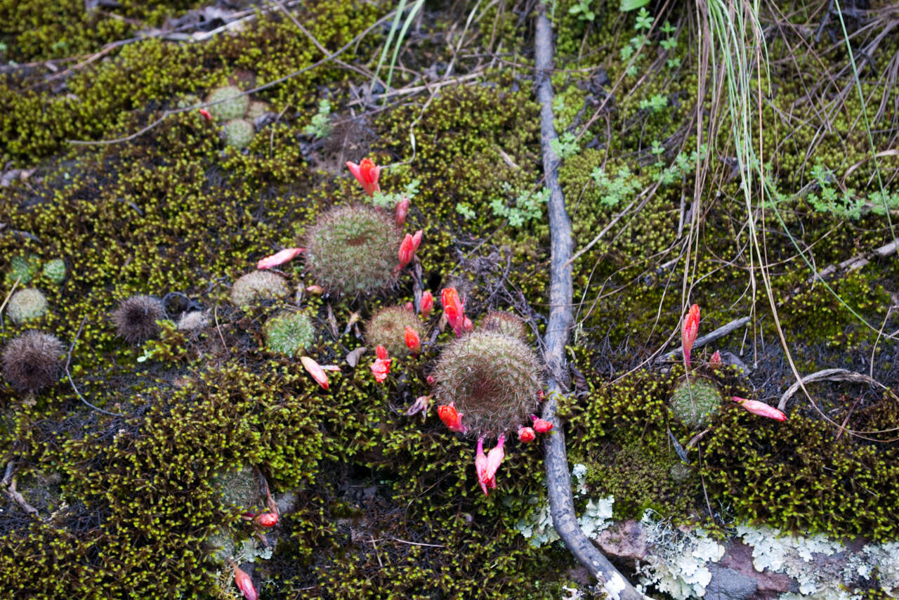 Image of Aylostera kupperiana