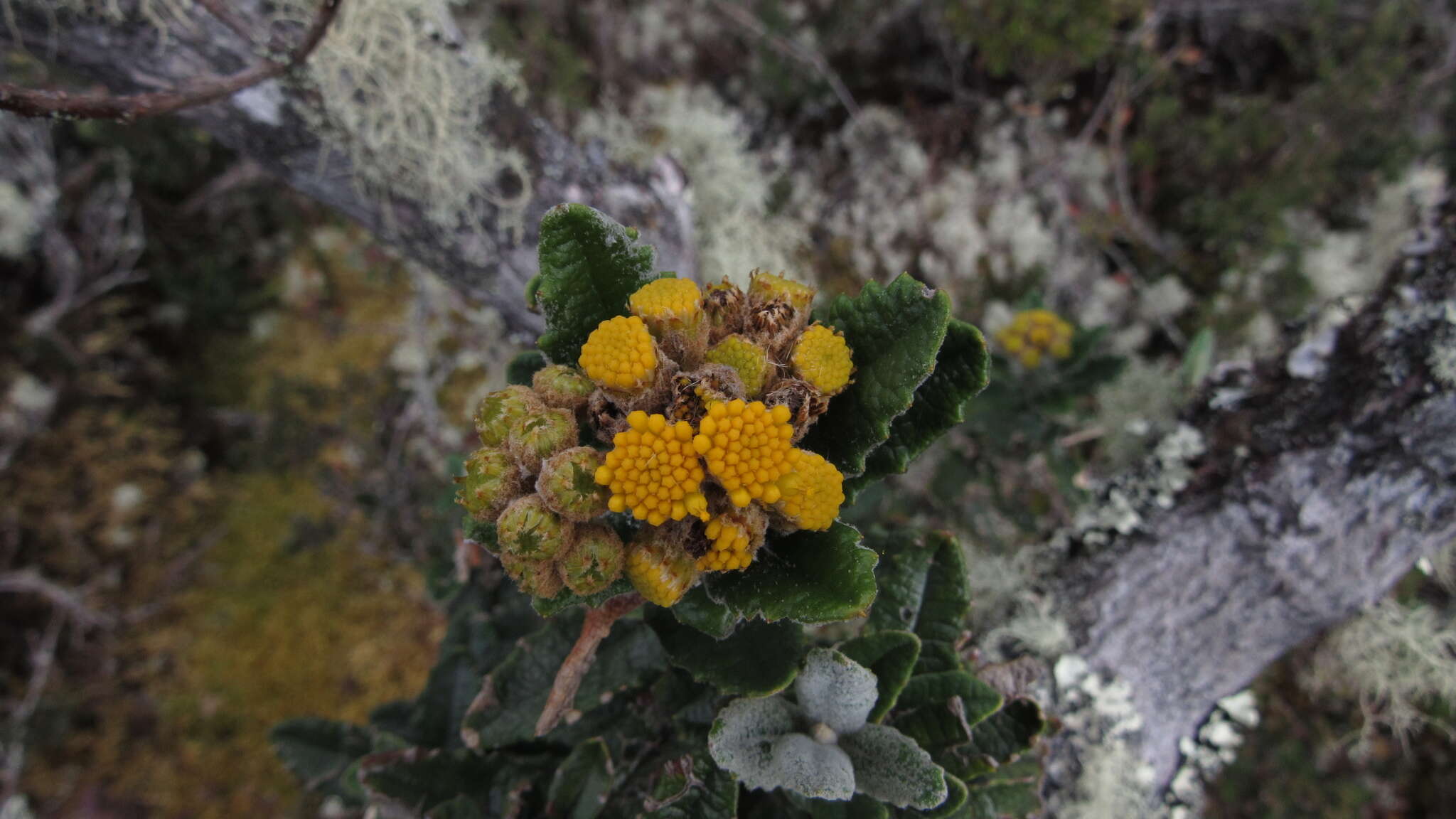 Image de Scrobicaria ilicifolia (L. fil.) B. Nord.