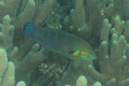 صورة Halichoeres melanurus (Bleeker 1851)