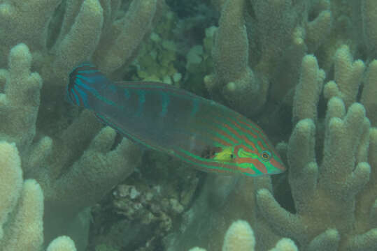 Image of Hoeven's wrasse