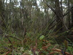 Image of Carex lectissima K. A. Ford