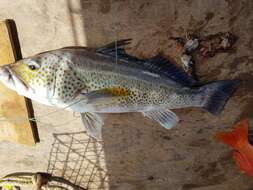 Image of Goldspotted sand bass