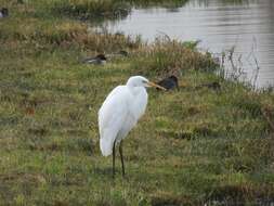 Image of Ardea alba alba Linnaeus 1758