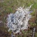 Image of dendrographa lichen