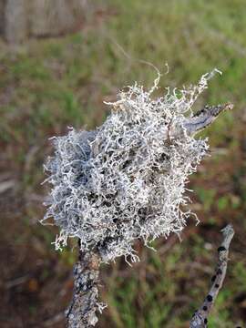 Image of dendrographa lichen