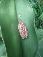 Image of Riggenbach's Reed Frog