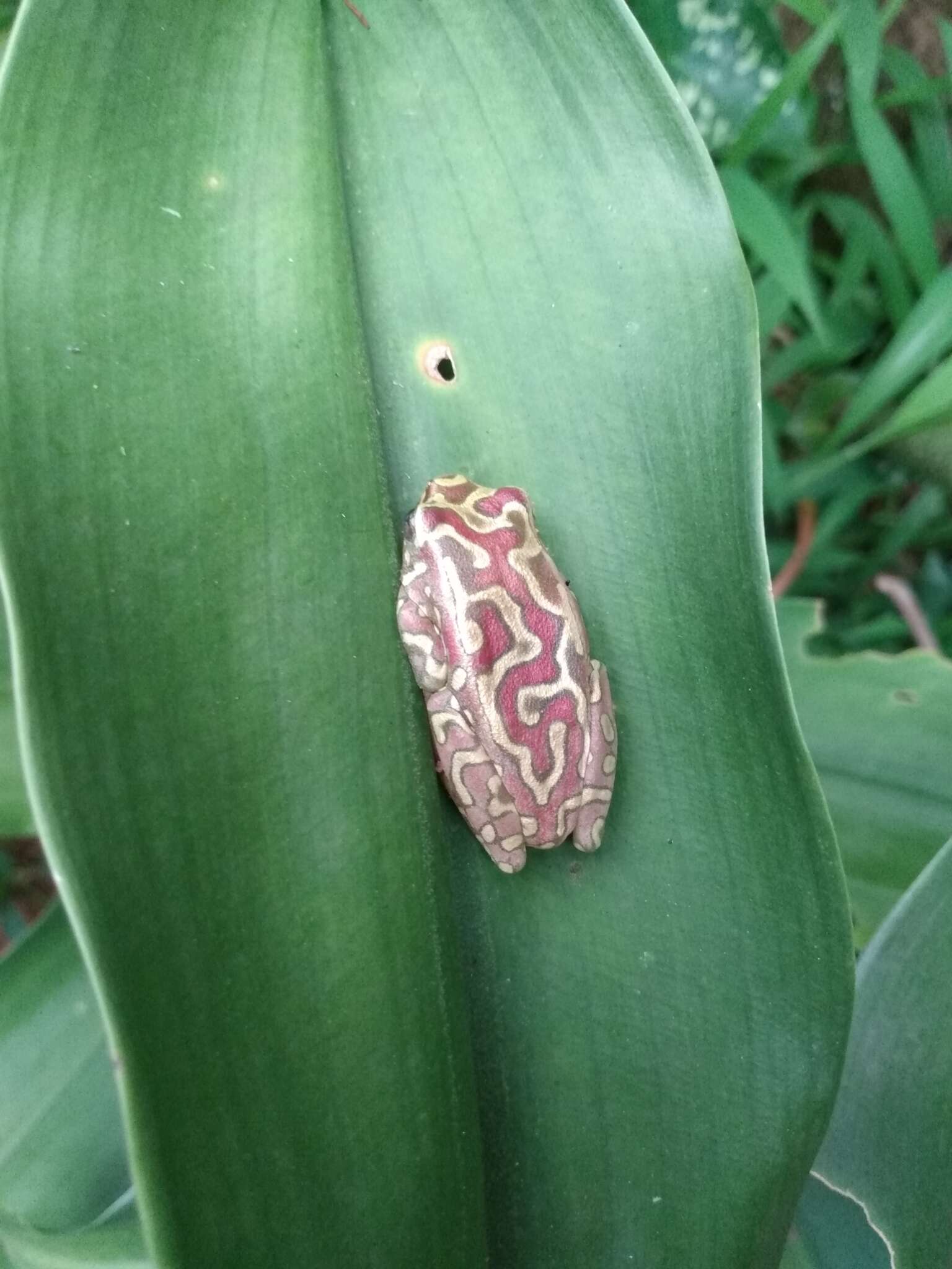 Image of Riggenbach's Reed Frog