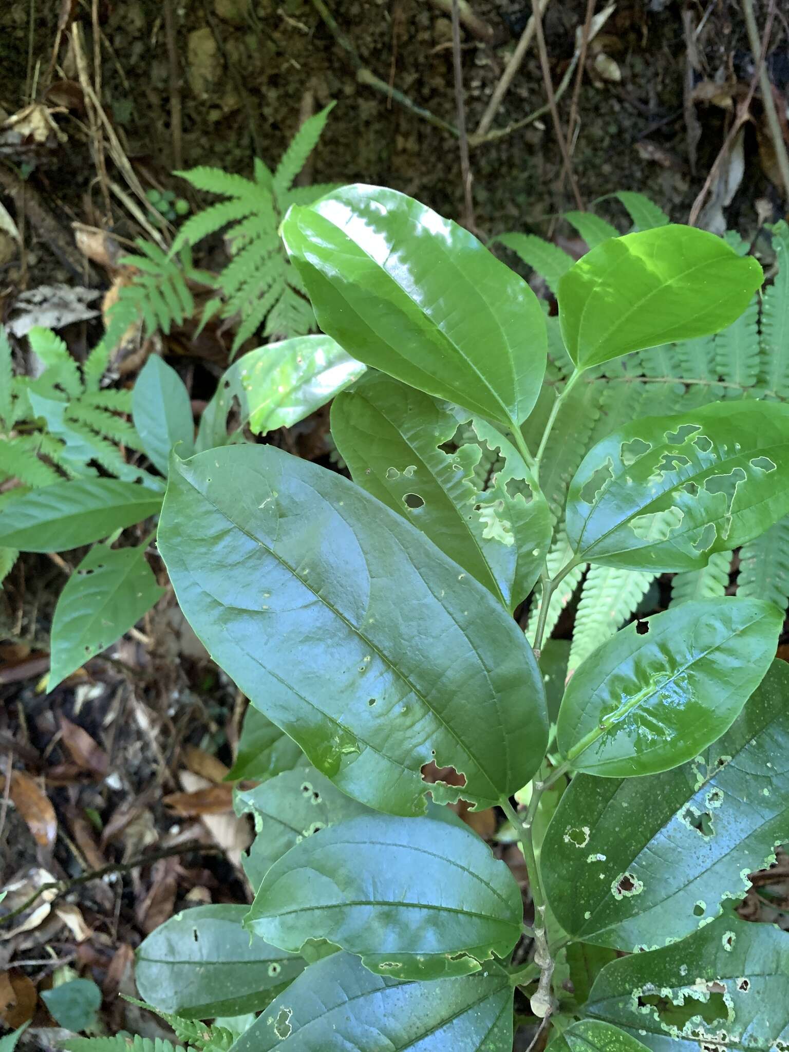 菲律賓朴樹的圖片