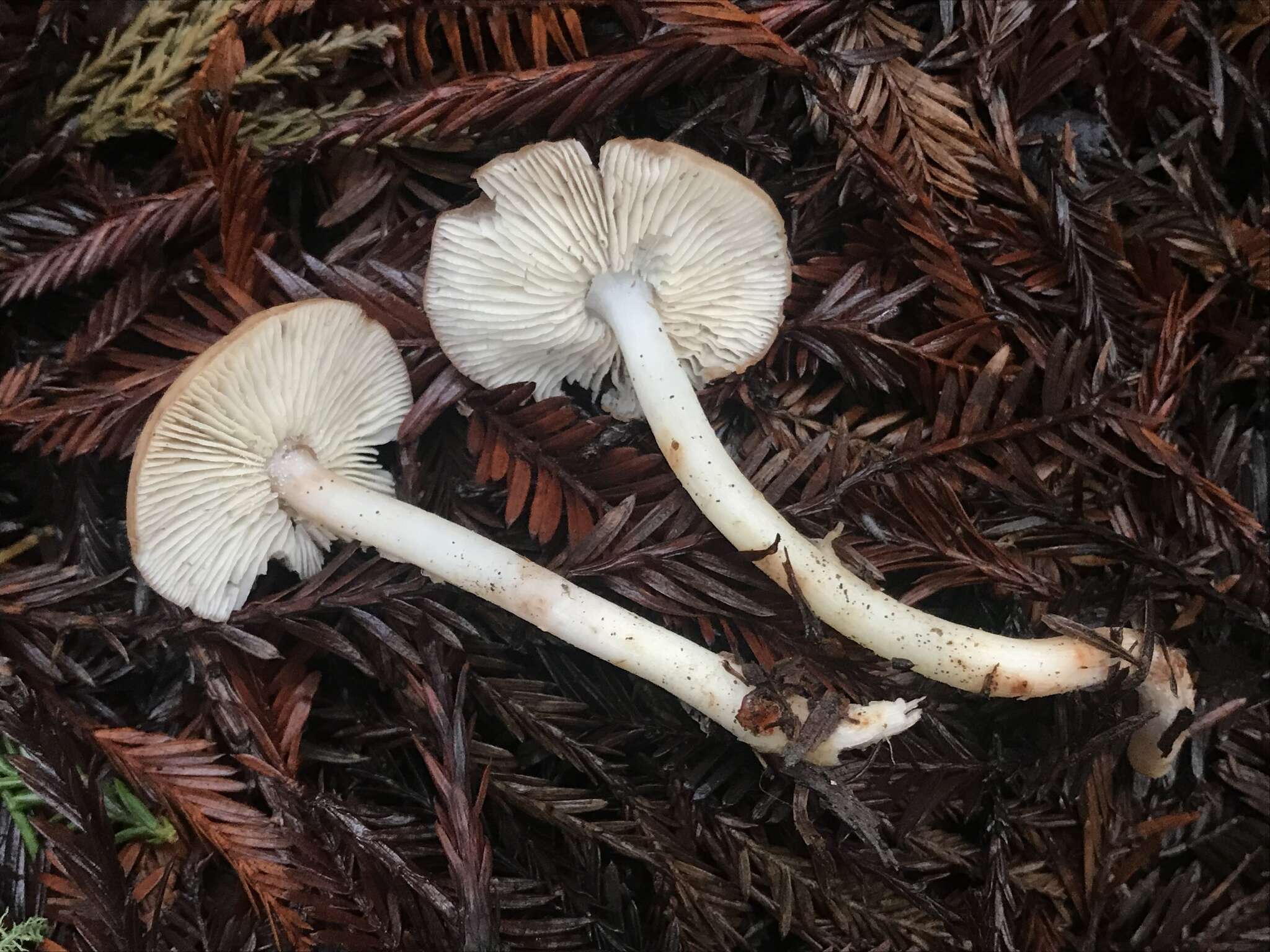 Image of Rhodocollybia oregonensis (A. H. Sm.) Lennox 1979