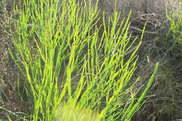 صورة Baccharis penningtonii Heering