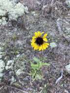 Image de Gaillardia aestivalis var. aestivalis