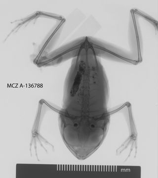 Image of <i>Nyctibates corrugatus</i> Boulenger 1904