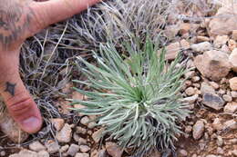 Image of Cooper's rubberweed