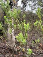 Plancia ëd Leucopogon muticus R. Br.