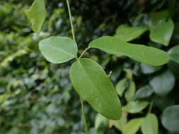 Image of Galactia tenuiflora (Willd.) Wight & Arn.