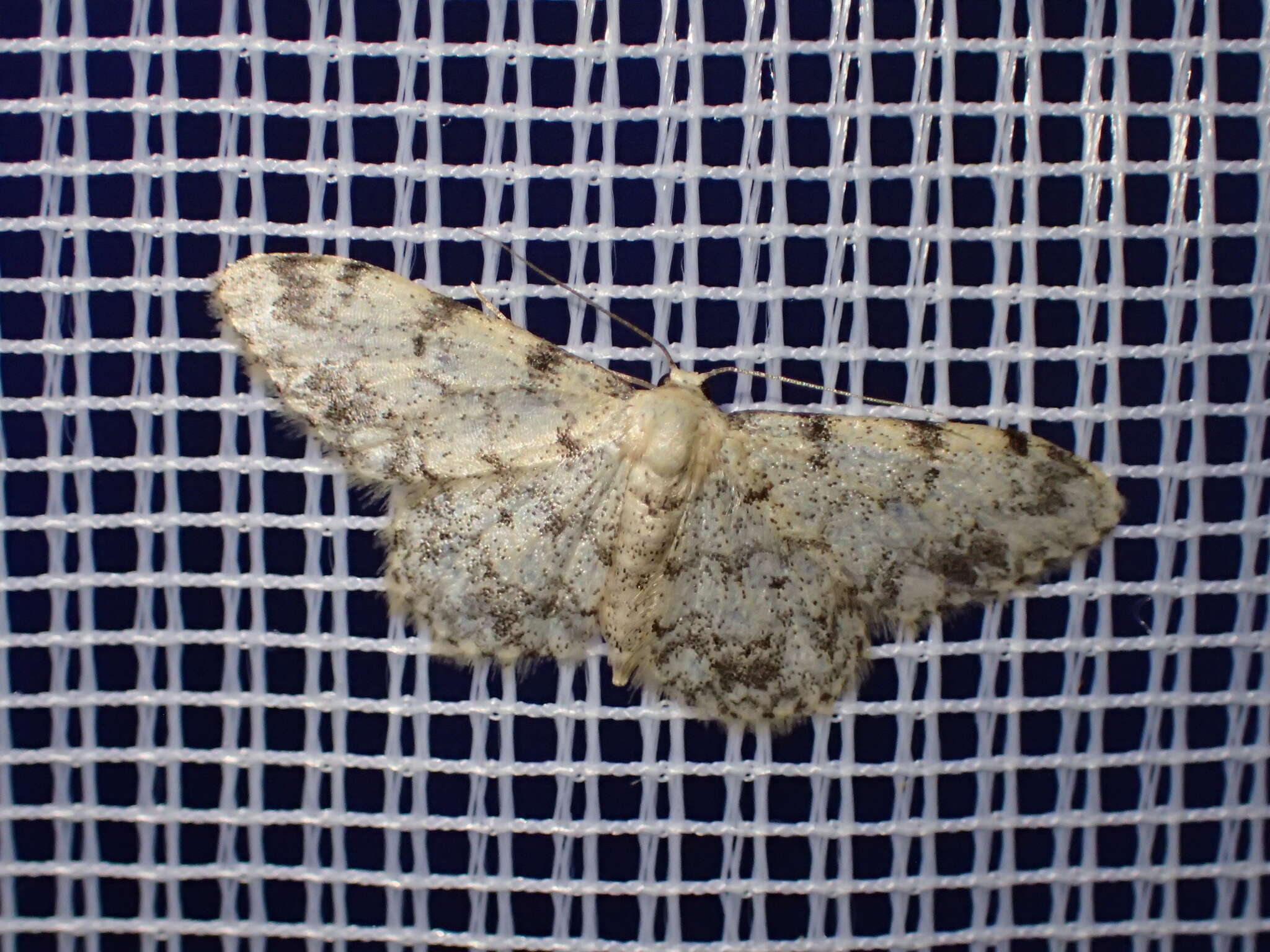 Image de Idaea contiguaria Hübner 1798