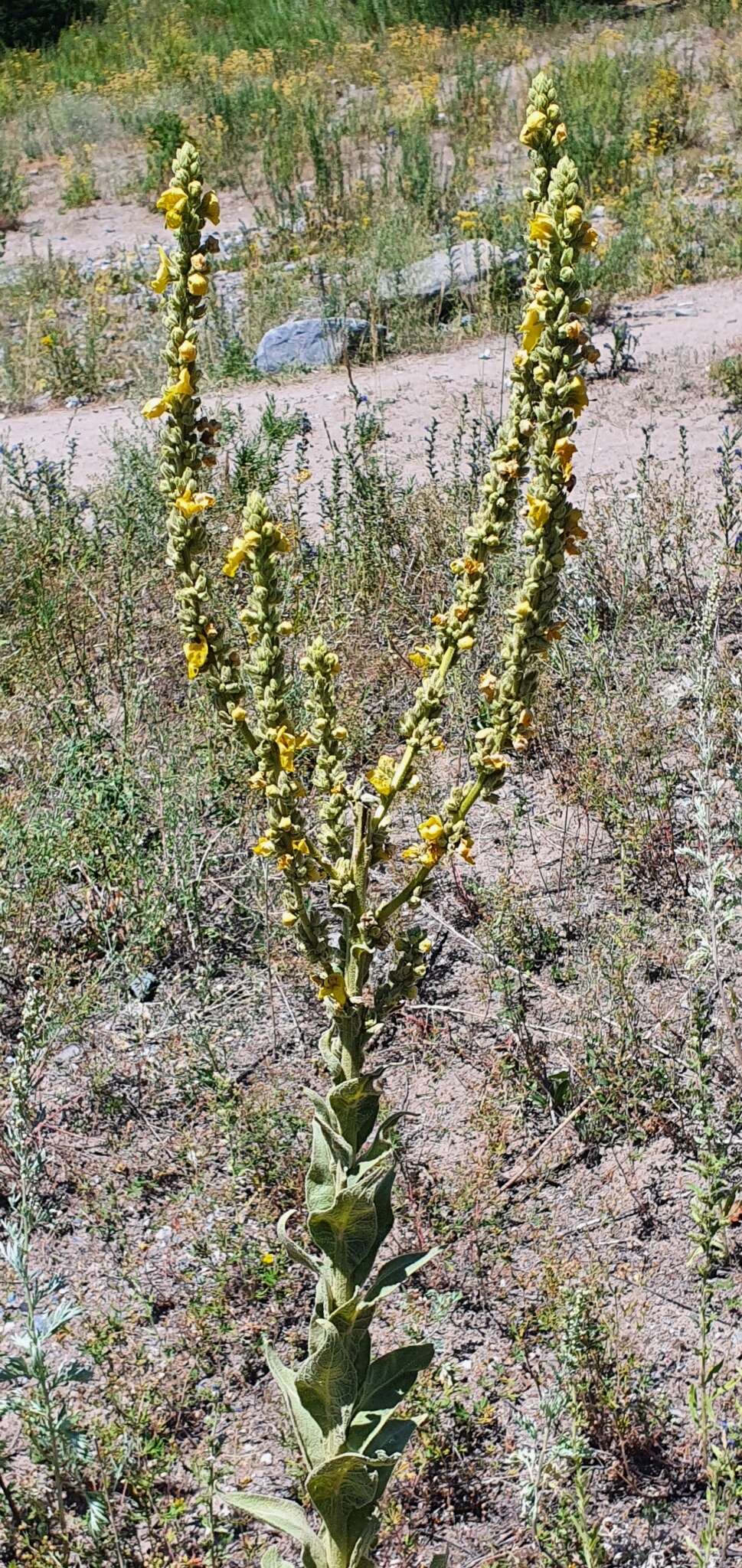 Image of Verbascum songaricum Schrenk