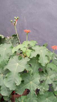 Imagem de Jatropha podagrica Hook.