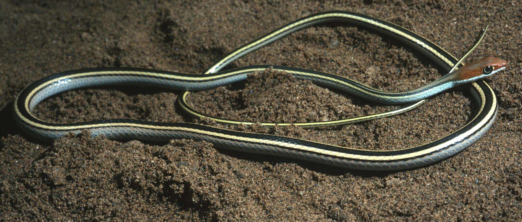 Image of Speckled Sand Snake